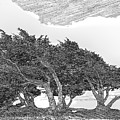 Cypresses